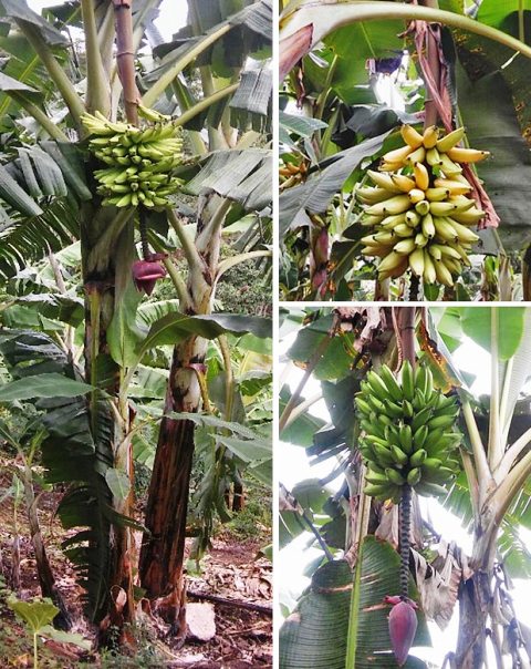 banana flower nutritional information