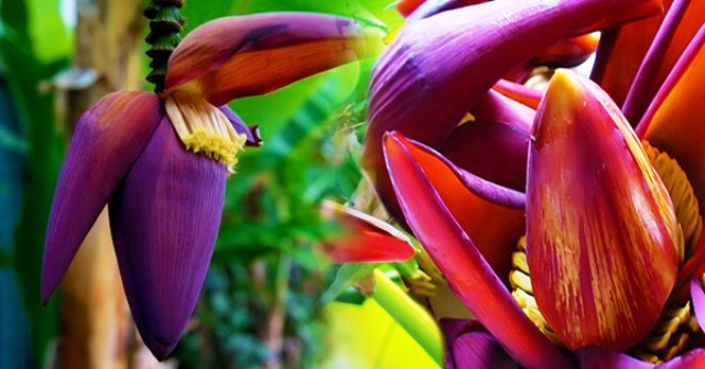 banana flower benefits