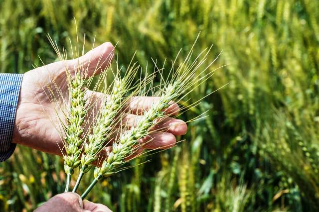 Wheat farming