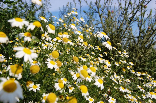 benfits of chamomile