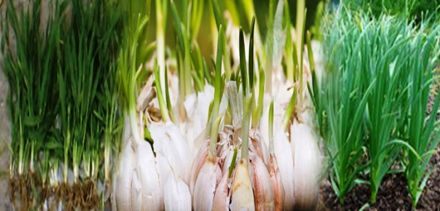 benefits of garlic benefits of lehsun