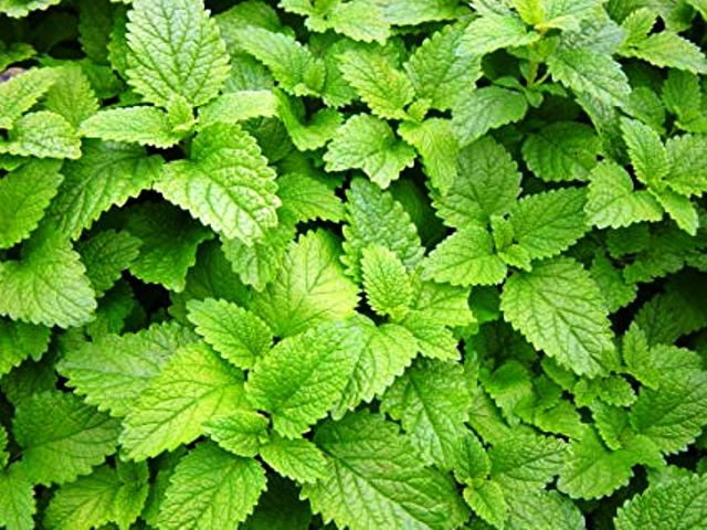 benefits of lemon balm