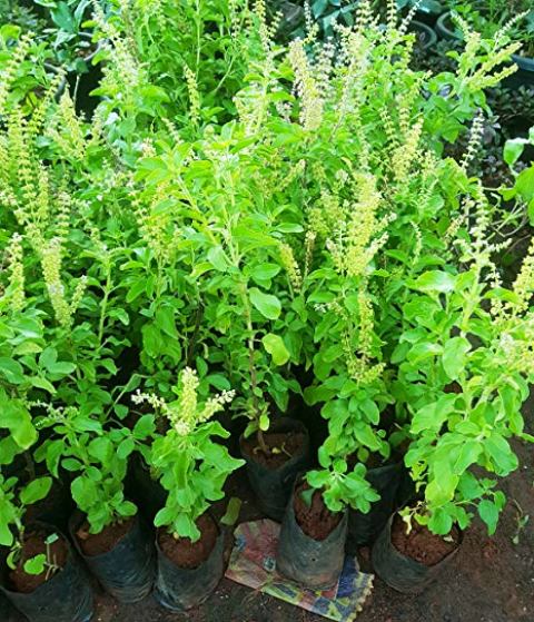 benefits of tulsi