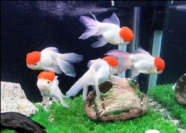 indian fish