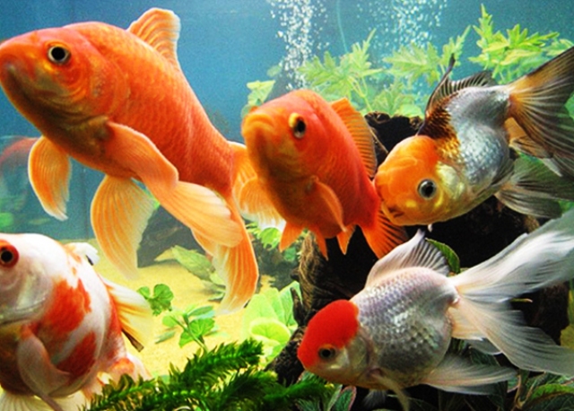 rajasthan fish production