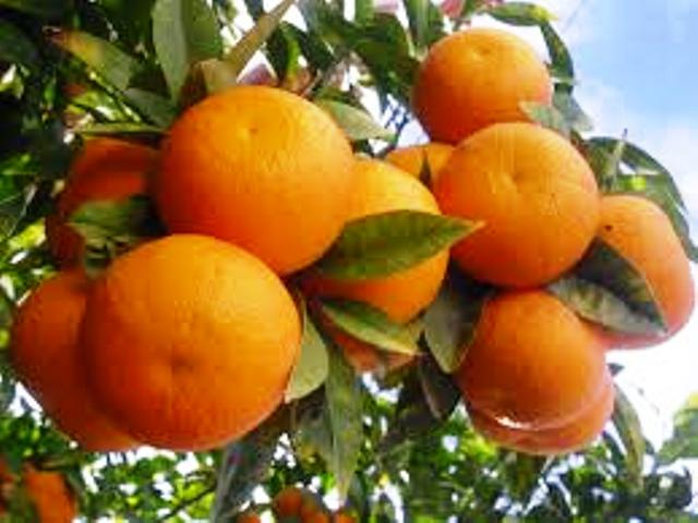orange subsidy