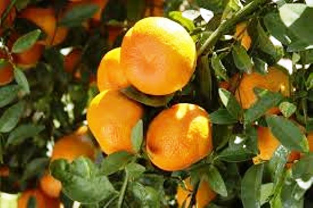 orange in tripura