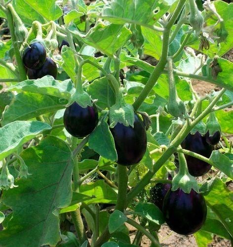 brinjal