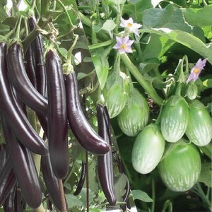 brinjalal