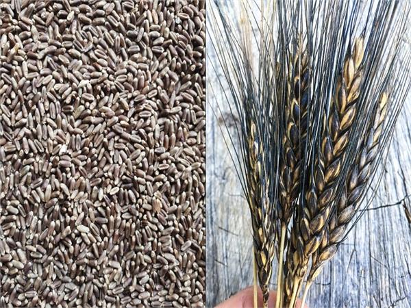 black wheat
