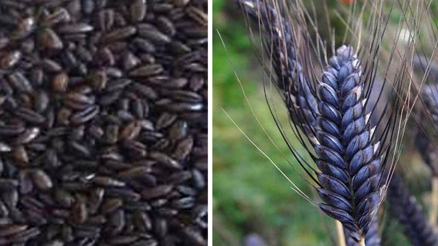 black wheat