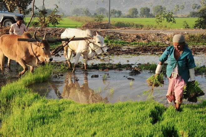 organic farming