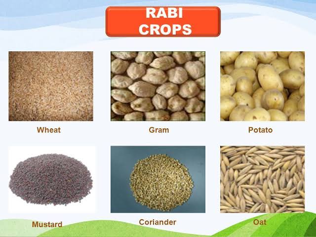 rabi crops
