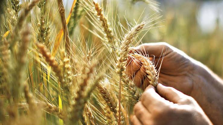 rabi crops