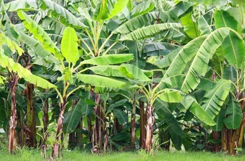 banana farming