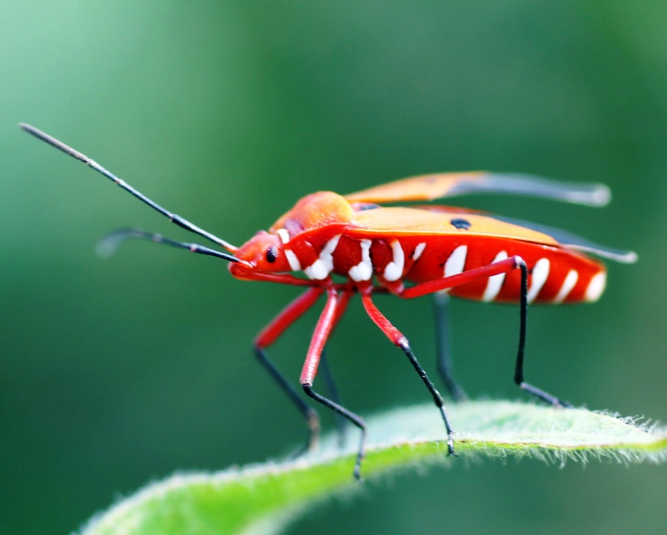 insects