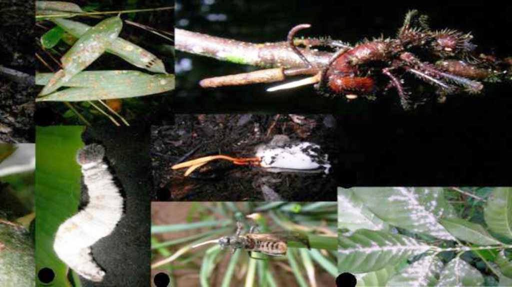 insects in farming