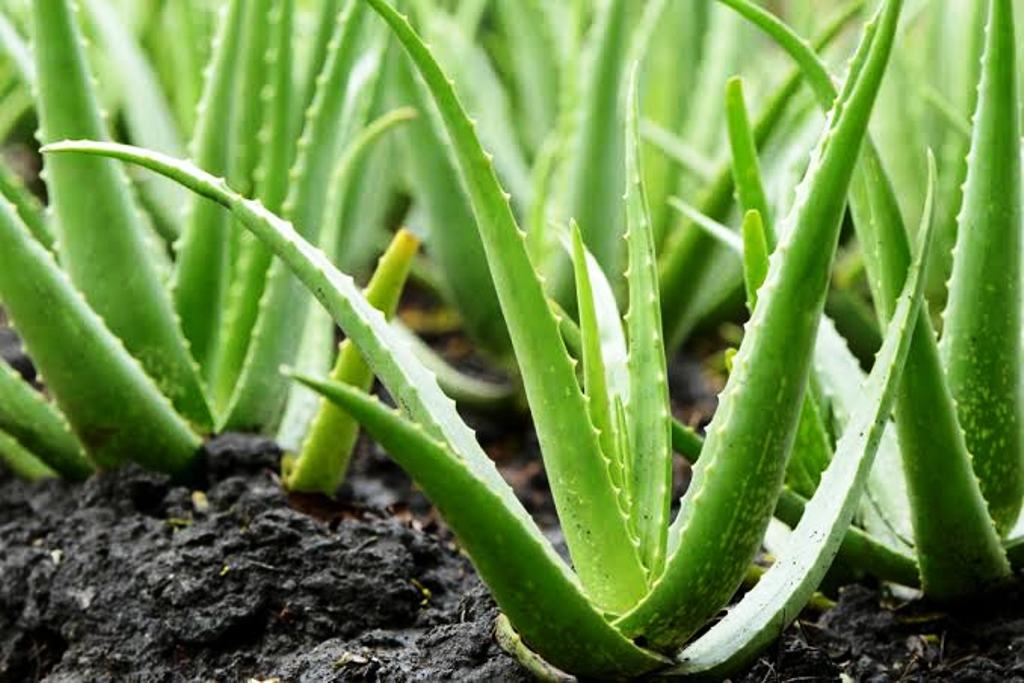 how much aloe vera juice to drink daily