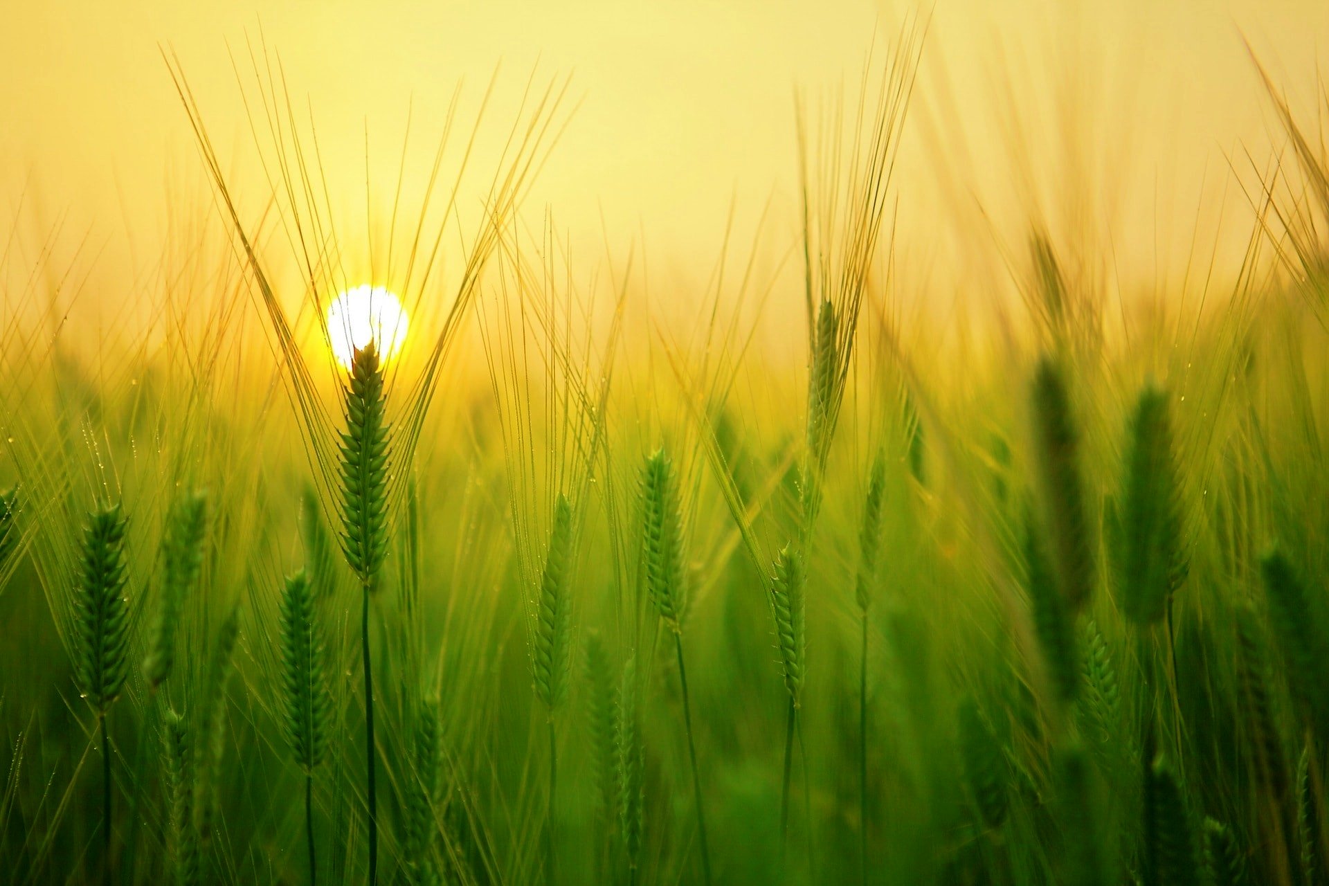 name the fortified variety of wheat