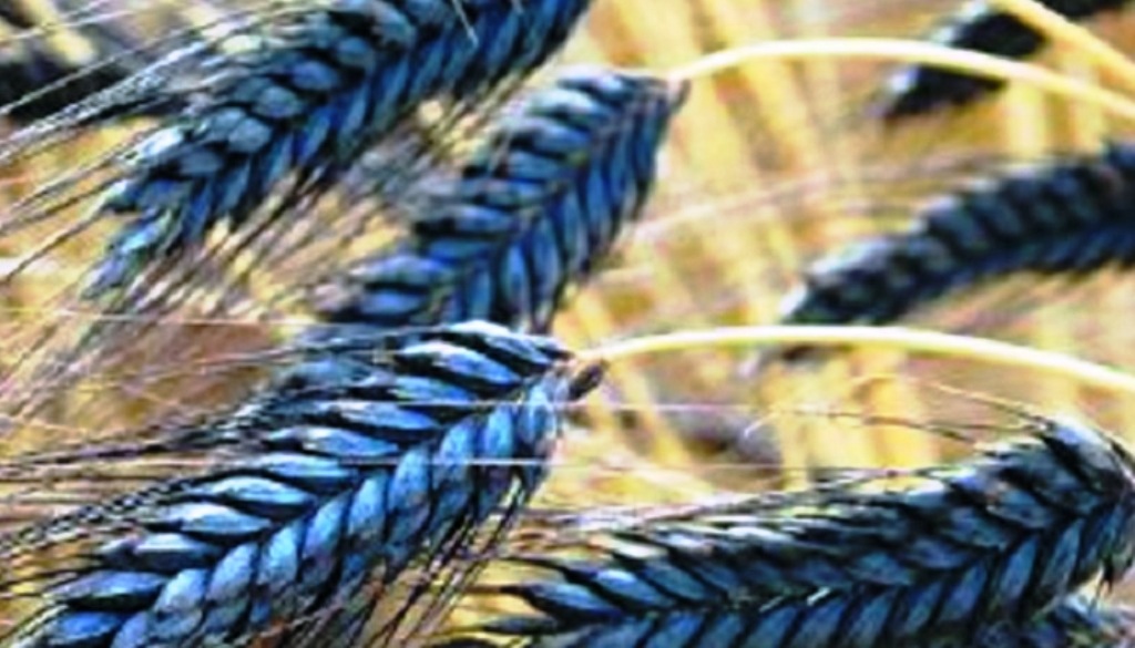 color-wheat-variety