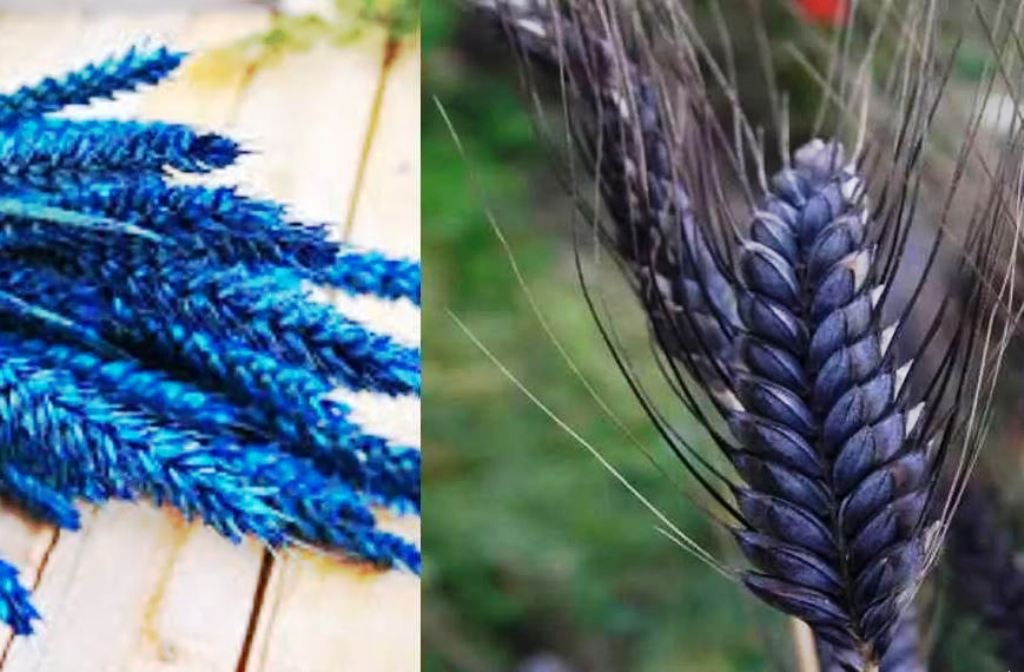 kudrat wheat variety