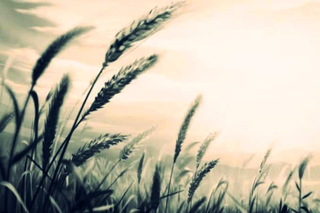 name the fortified variety of wheat