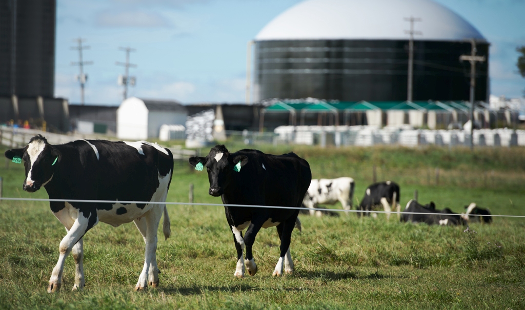 bio gas plants and cow dung