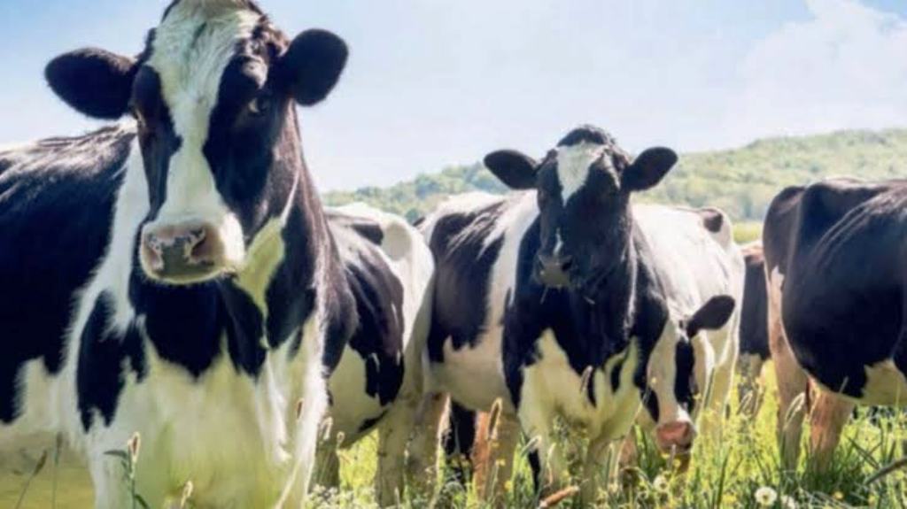 cow dung and bio gas