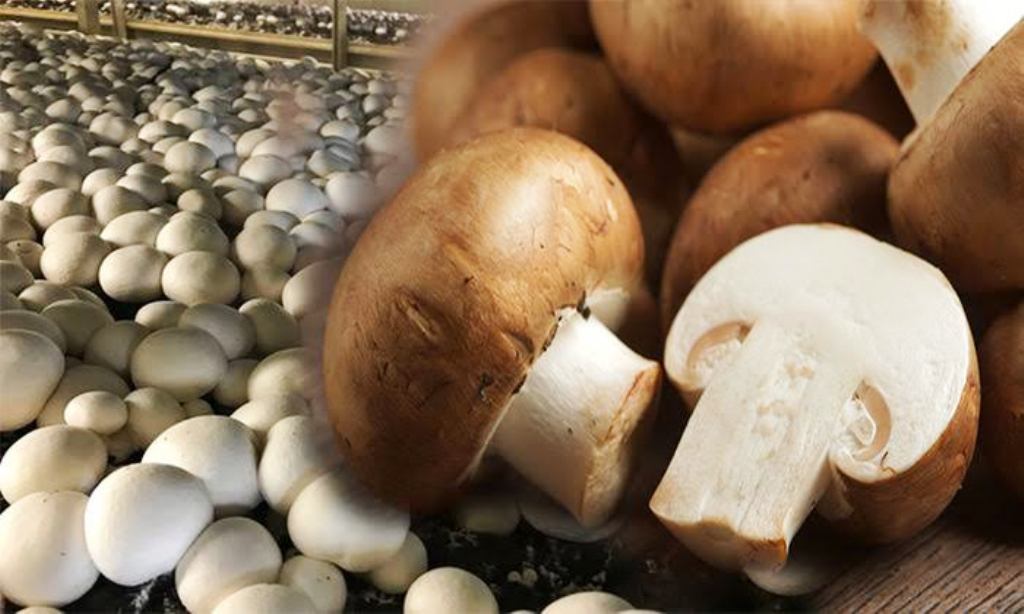 Mushroom is vegetarian or non-vegetarian