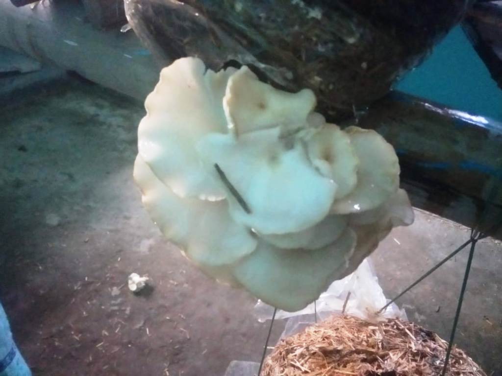Winter Mushroom