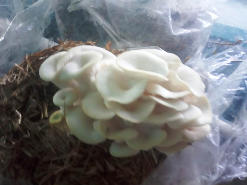 How to make mushroom seed