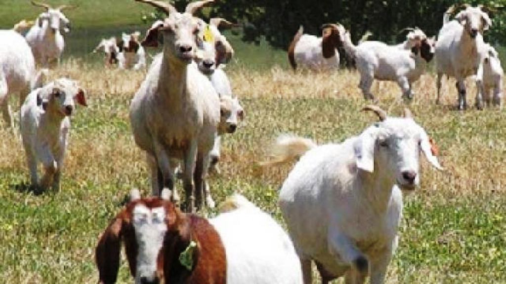 how to make goat milk lotion