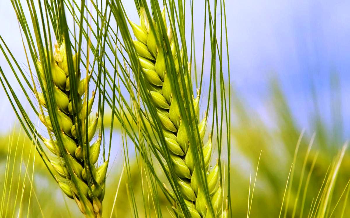 HD 3226 Characteristic of Wheat