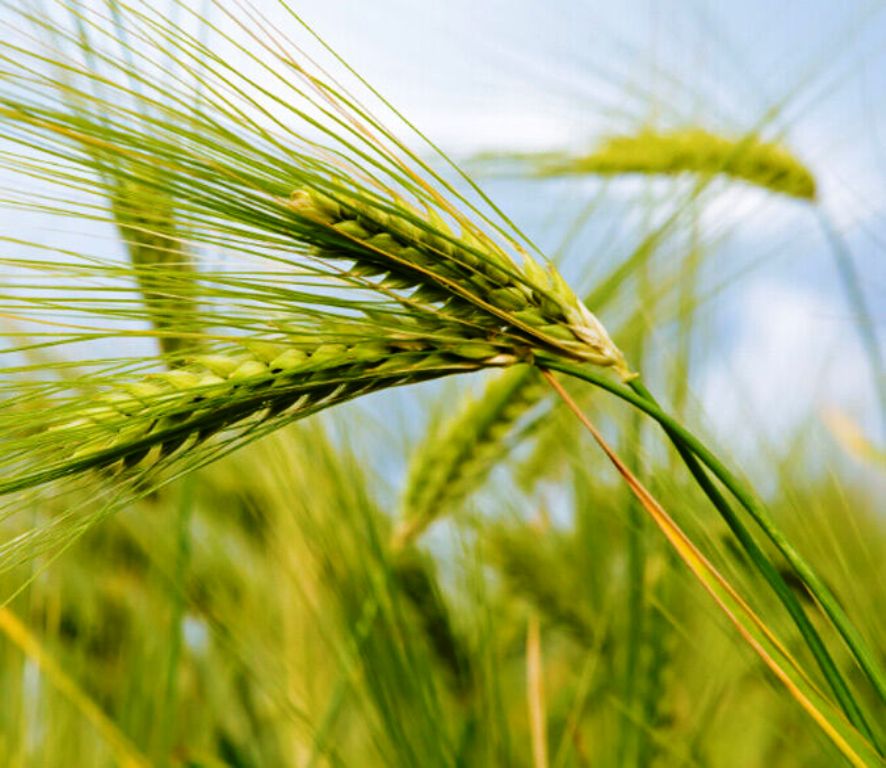 New wheat variety