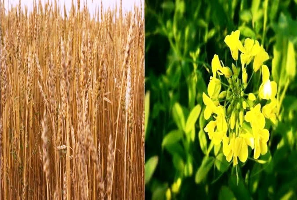minimum support price of wheat