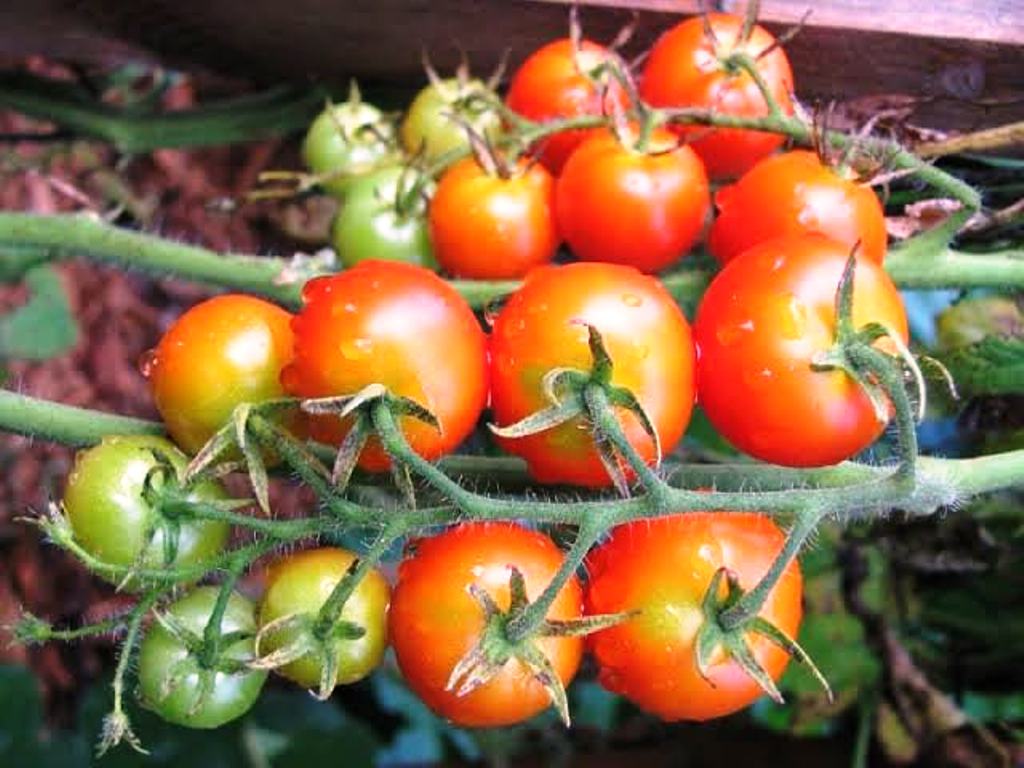 best tomato seeds in india