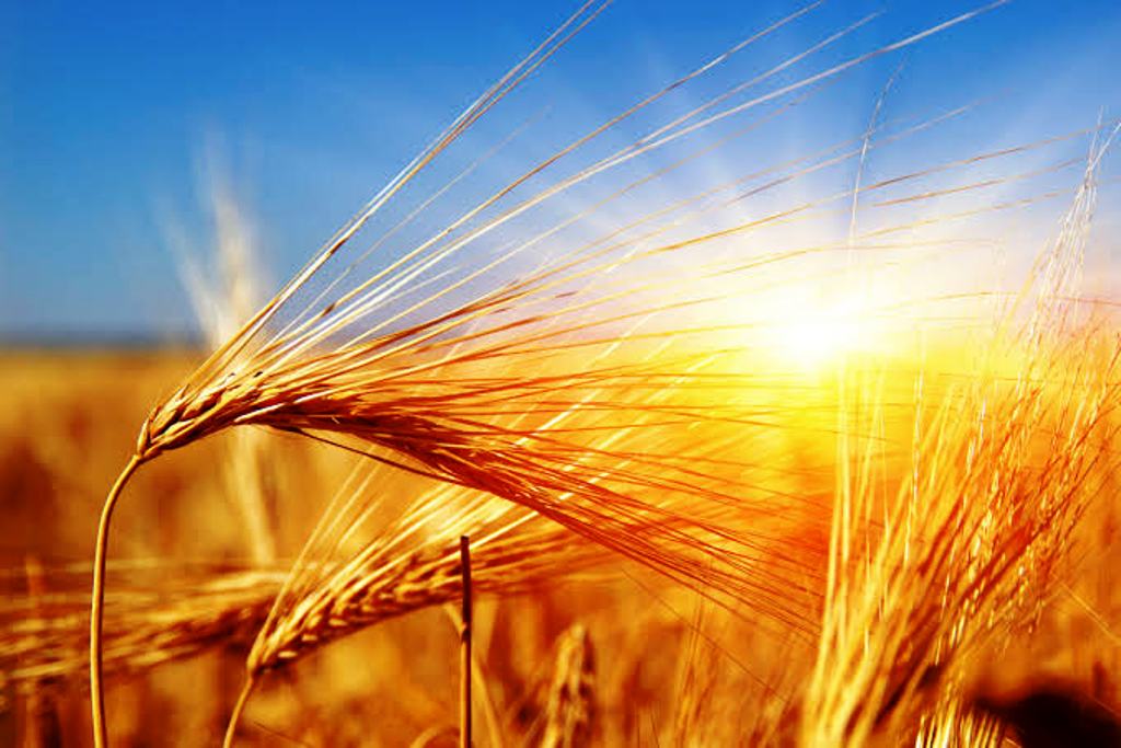 New varieties of wheat