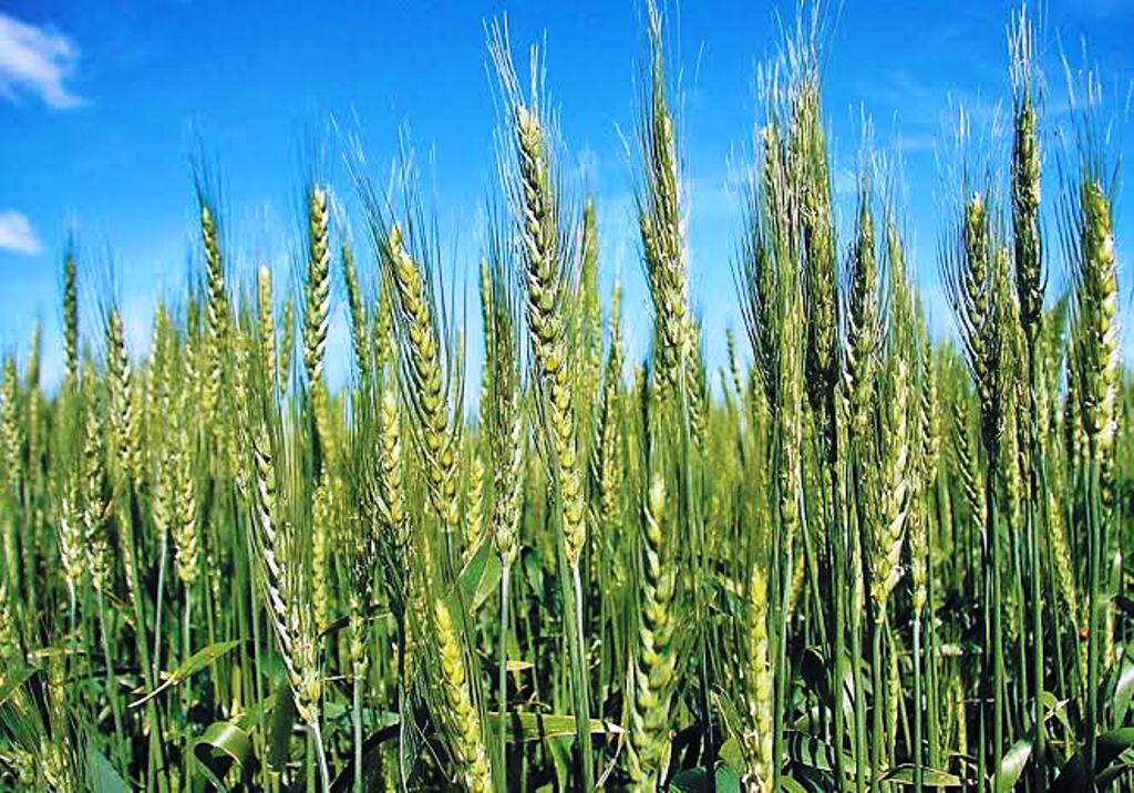 Wheat Advanced Varieties