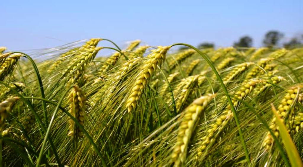 Varieties of wheat for delayed sowing