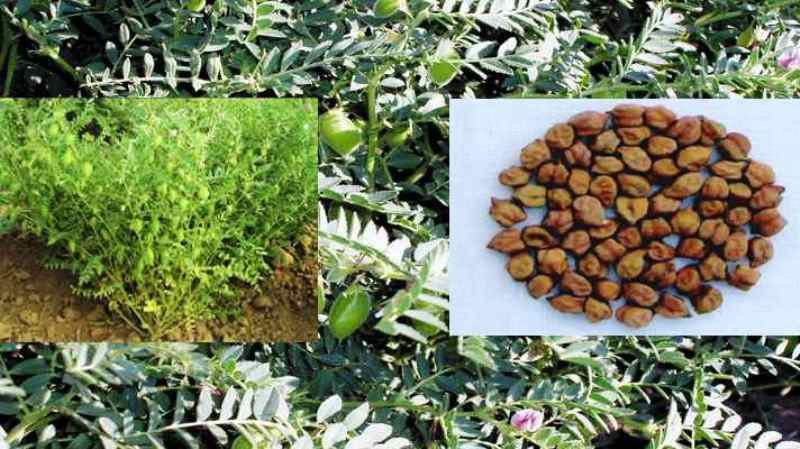 benefits-of-gram