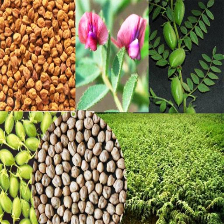 Gram farming