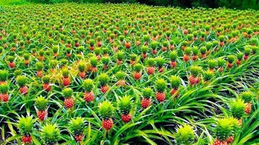 organic farming and soil health