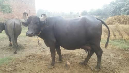 animal husbandry
