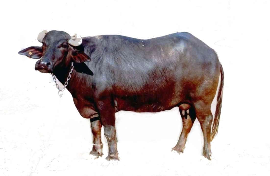 bhadwari and other buffalo