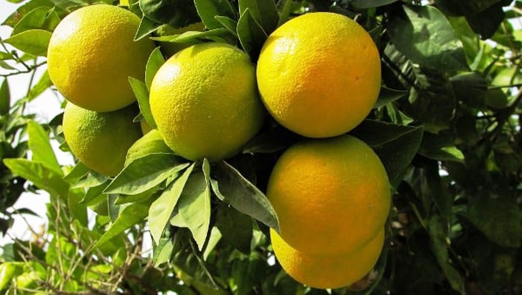 Orange cultivation