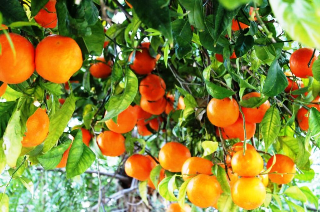 orange