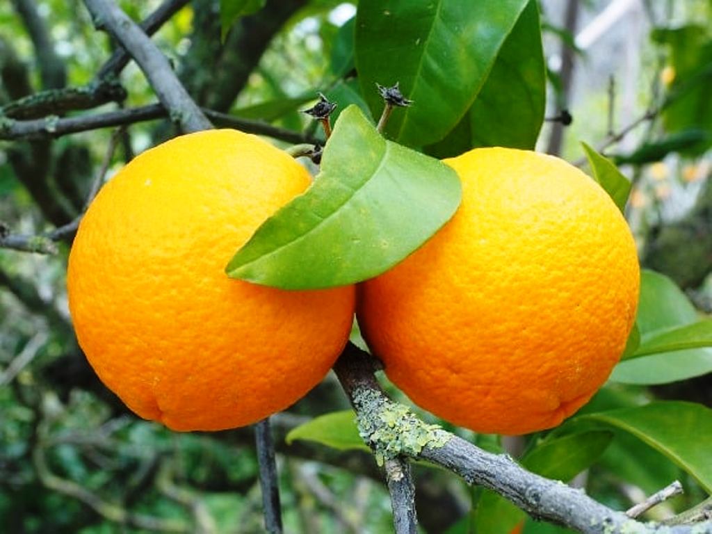 Climate for orange cultivation