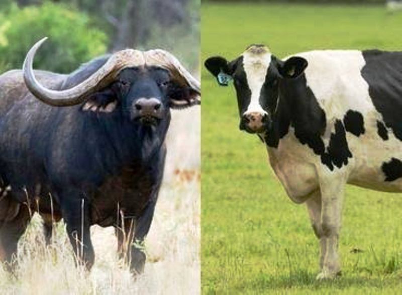 cow milk or buffalo milk qualities