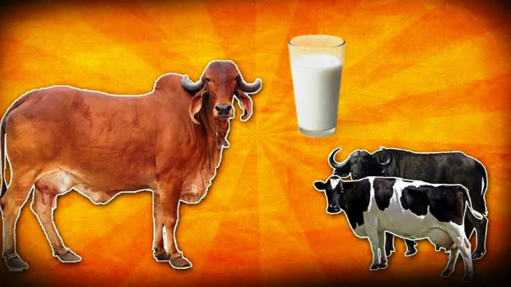 cow milk or buffalo milk differnces