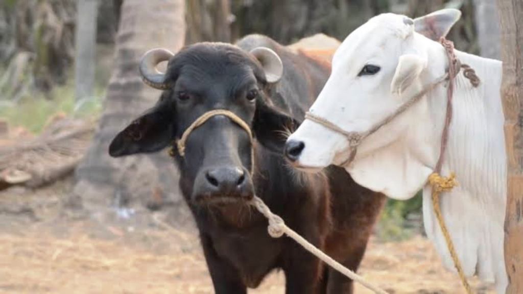 cow milk or buffalo milk